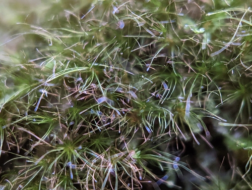 Image of Dicranodontium denudatum by (c) Elias, some rights reserved (CC BY)