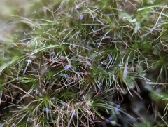 Dicranodontium denudatum