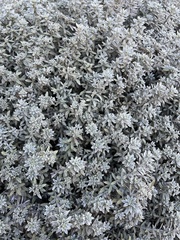 Atriplex leucophylla