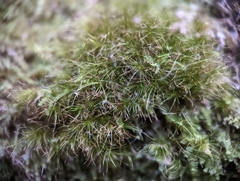 Dicranodontium denudatum