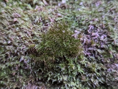 Dicranodontium denudatum