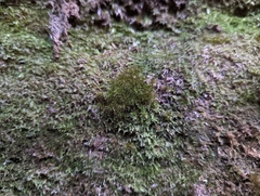 Dicranodontium denudatum