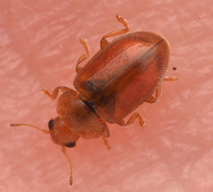 Coccidula rufa