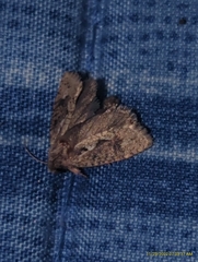 Acrolophus walsinghami