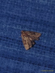 Acrolophus walsinghami