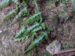 Asplenium pinnatifidum