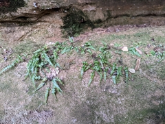 Asplenium pinnatifidum