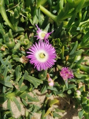 Carpobrotus rossii