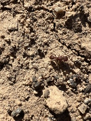 Pogonomyrmex imberbiculus