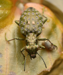 Elaphrus riparius