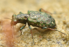 Elaphrus riparius