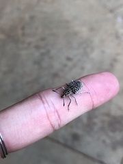 Cydianerus latruncularius