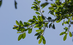 Sideroxylon obtusifolium
