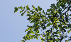 Sideroxylon obtusifolium