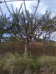 Cereus hildmannianus