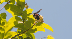 Xylocopa frontalis