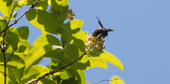 Xylocopa frontalis