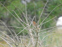 Phacellodomus striaticollis
