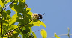 Xylocopa frontalis