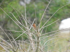 Phacellodomus striaticollis