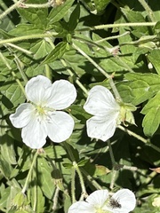 Geranium richardsonii
