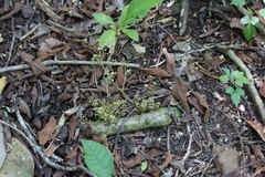 Chondrodendron platyphyllum