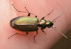Agonum marginatum