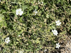 Geranium richardsonii