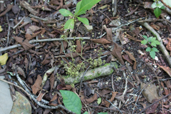 Chondrodendron platyphyllum