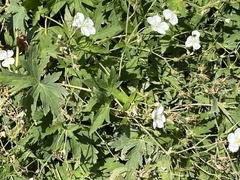 Geranium richardsonii