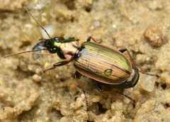 Agonum marginatum