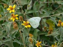 Bahiopsis chenopodina