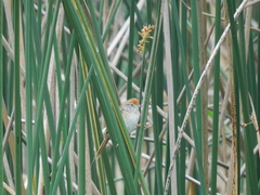 Spartonoica maluroides