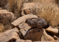 Pronolagus randensis