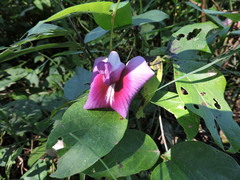 Centrosema pubescens