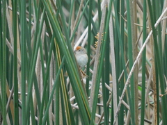 Spartonoica maluroides