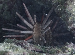 Eucidaris tribuloides