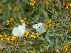 Bahiopsis chenopodina
