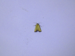 Marimatha botyoides