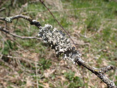 Parmotrema hypotropum