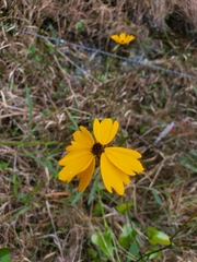 Coreopsis floridana
