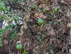 Polyclathra cucumerina