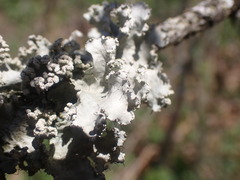 Parmotrema hypotropum