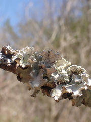 Parmotrema hypotropum