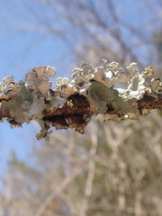 Parmotrema hypotropum