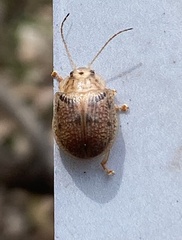 Paropsisterna m-fuscum