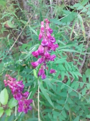 Vicia nigricans