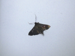 Microthyris prolongalis
