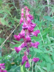 Vicia nigricans