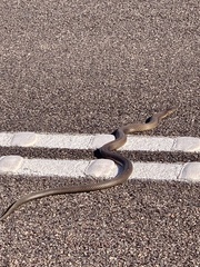 Pseudechis australis